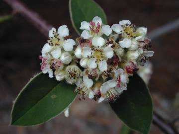 Fotografia da espécie Cotoneaster pannosus