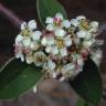 Fotografia 10 da espécie Cotoneaster pannosus do Jardim Botânico UTAD