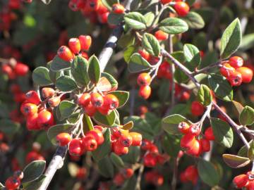 Fotografia da espécie Cotoneaster pannosus