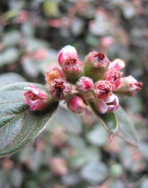 Fotografia 12 da espécie Cotoneaster pannosus no Jardim Botânico UTAD