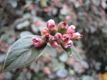 Fotografia da espécie Cotoneaster pannosus