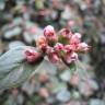 Fotografia 12 da espécie Cotoneaster pannosus do Jardim Botânico UTAD