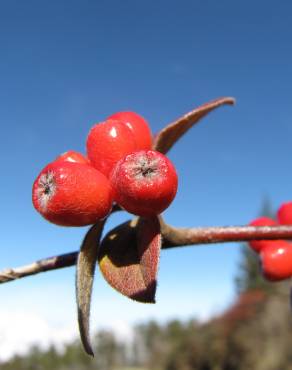 Fotografia 13 da espécie Cotoneaster pannosus no Jardim Botânico UTAD