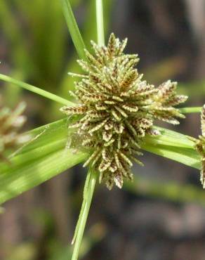 Fotografia 8 da espécie Cyperus difformis no Jardim Botânico UTAD