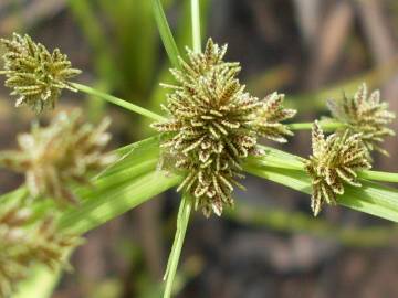 Fotografia da espécie Cyperus difformis