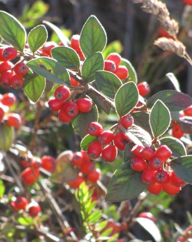 Fotografia de capa Cotoneaster pannosus - do Jardim Botânico