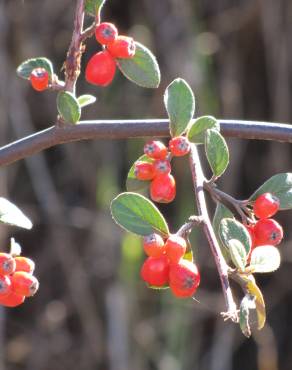 Fotografia 14 da espécie Cotoneaster pannosus no Jardim Botânico UTAD