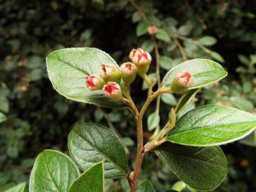 Fotografia da espécie Cotoneaster pannosus