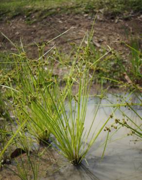 Fotografia 10 da espécie Cyperus difformis no Jardim Botânico UTAD