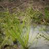 Fotografia 10 da espécie Cyperus difformis do Jardim Botânico UTAD