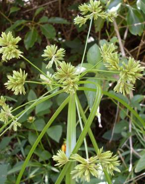 Fotografia 8 da espécie Cyperus eragrostis no Jardim Botânico UTAD