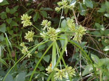 Fotografia da espécie Cyperus eragrostis