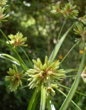 Fotografia 9 da espécie Cyperus eragrostis no Jardim Botânico UTAD