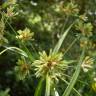 Fotografia 9 da espécie Cyperus eragrostis do Jardim Botânico UTAD