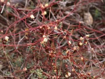 Fotografia da espécie Cuscuta epithymum