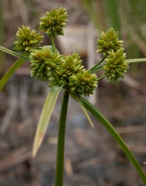 Fotografia 11 da espécie Cyperus eragrostis no Jardim Botânico UTAD