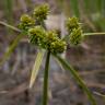 Fotografia 11 da espécie Cyperus eragrostis do Jardim Botânico UTAD