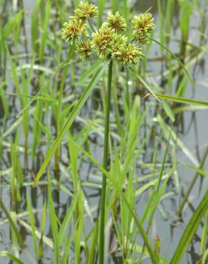 Fotografia 12 da espécie Cyperus eragrostis no Jardim Botânico UTAD