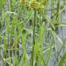 Fotografia 12 da espécie Cyperus eragrostis do Jardim Botânico UTAD