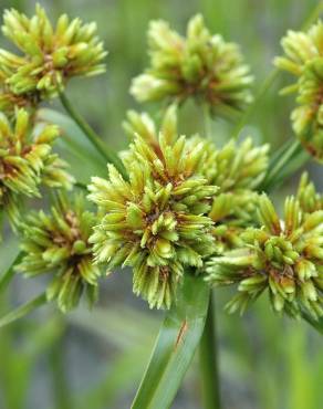 Fotografia 13 da espécie Cyperus eragrostis no Jardim Botânico UTAD