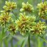 Fotografia 13 da espécie Cyperus eragrostis do Jardim Botânico UTAD