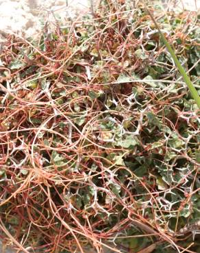 Fotografia 11 da espécie Cuscuta epithymum no Jardim Botânico UTAD