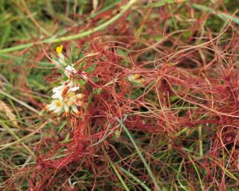 Fotografia da espécie Cuscuta epithymum