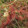 Fotografia 13 da espécie Cuscuta epithymum do Jardim Botânico UTAD