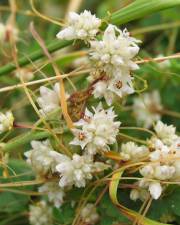 Fotografia da espécie Cuscuta epithymum