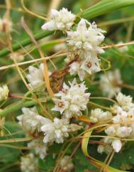 Cuscuta epithymum