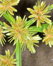 Fotografia da espécie Cyperus eragrostis