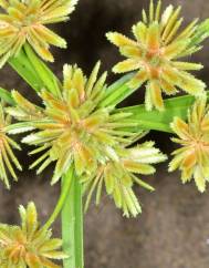 Cyperus eragrostis