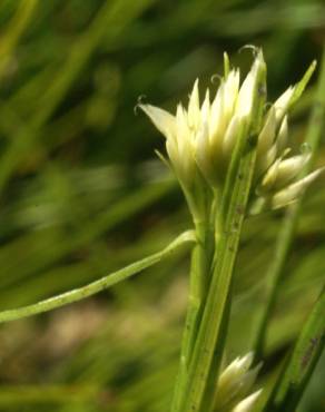 Fotografia 6 da espécie Rhynchospora alba no Jardim Botânico UTAD