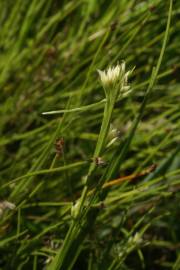 Fotografia da espécie Rhynchospora alba