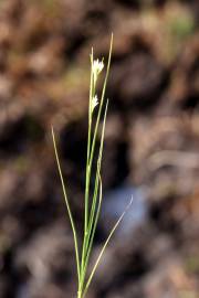 Fotografia da espécie Rhynchospora alba