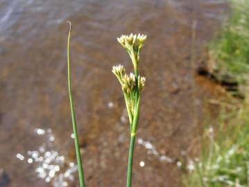 Fotografia da espécie Rhynchospora alba