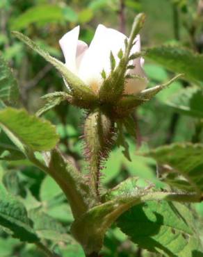 Fotografia 3 da espécie Rosa tomentosa no Jardim Botânico UTAD