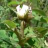 Fotografia 3 da espécie Rosa tomentosa do Jardim Botânico UTAD