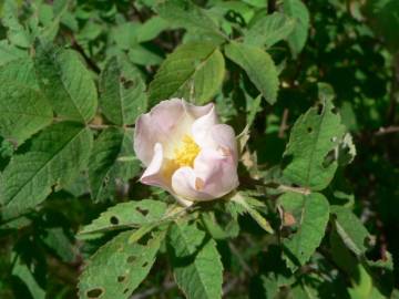 Fotografia da espécie Rosa tomentosa