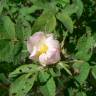 Fotografia 4 da espécie Rosa tomentosa do Jardim Botânico UTAD