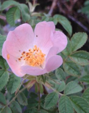 Fotografia 6 da espécie Rosa tomentosa no Jardim Botânico UTAD