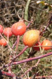 Fotografia da espécie Rosa tomentosa