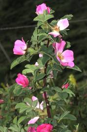 Fotografia da espécie Rosa tomentosa