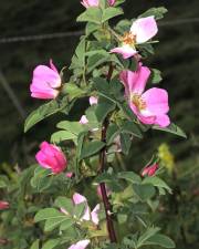 Fotografia da espécie Rosa tomentosa