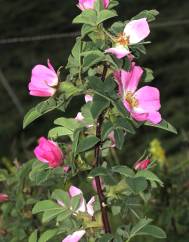 Rosa tomentosa