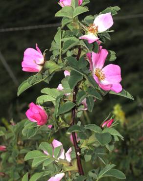 Fotografia 1 da espécie Rosa tomentosa no Jardim Botânico UTAD