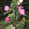 Fotografia 1 da espécie Rosa tomentosa do Jardim Botânico UTAD