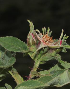 Fotografia 9 da espécie Rosa tomentosa no Jardim Botânico UTAD