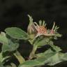 Fotografia 9 da espécie Rosa tomentosa do Jardim Botânico UTAD