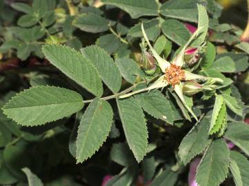 Fotografia da espécie Rosa tomentosa